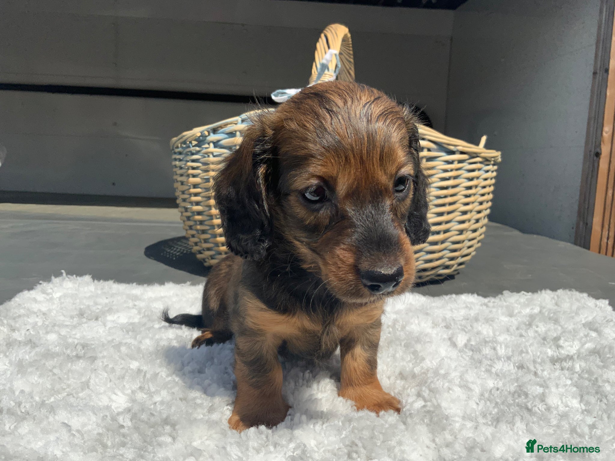 Miniature Dachshund dogs for sale: Miniature Dachshund Puppies 🐶  - Advert 5