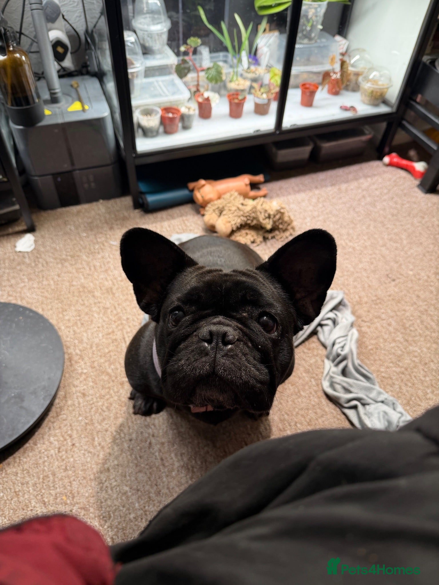 French Bulldog dogs KC registered French Bulldog female - Advert 12