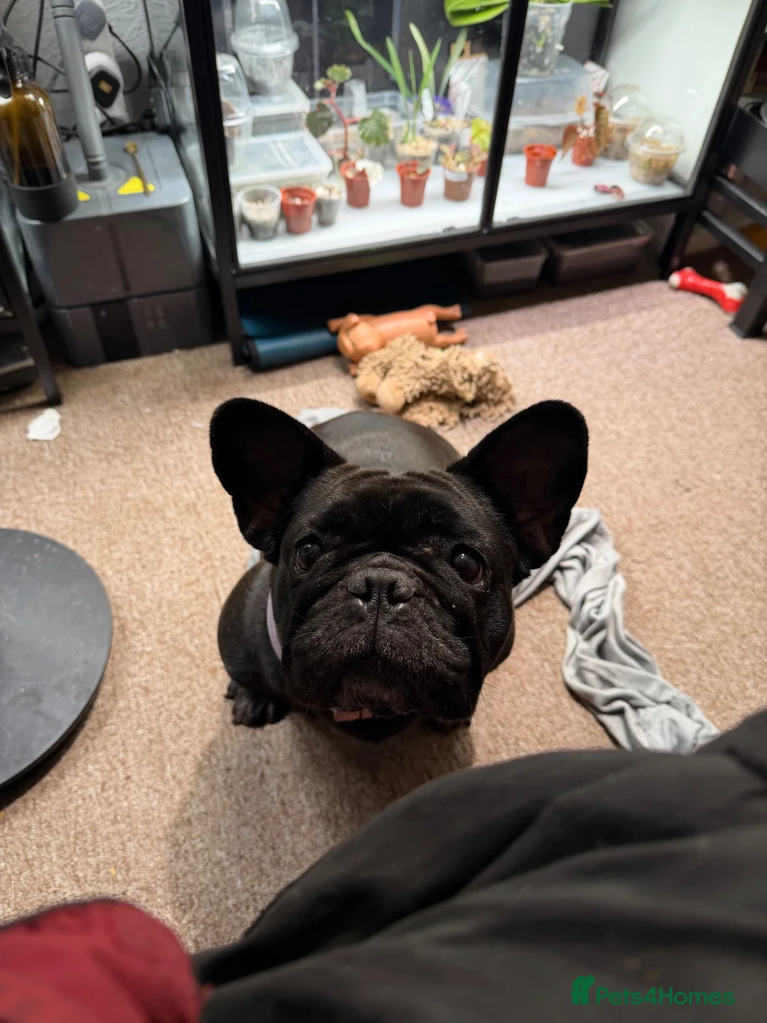 French Bulldog dogs for sale: KC registered French Bulldog female in Newport - Advert 1
