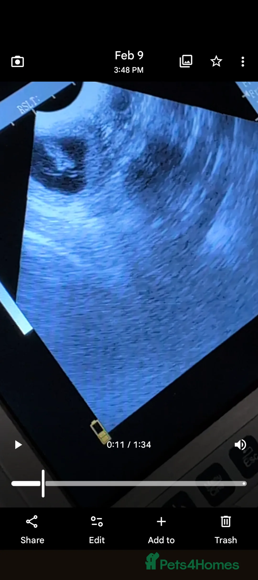 Standard Poodle dogs for sale: Wait list only  - Advert 6