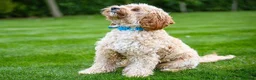 Cavapoo dogs for sale: Teddy, 1yr Cavapoo, male in Yeovil - Advert 11