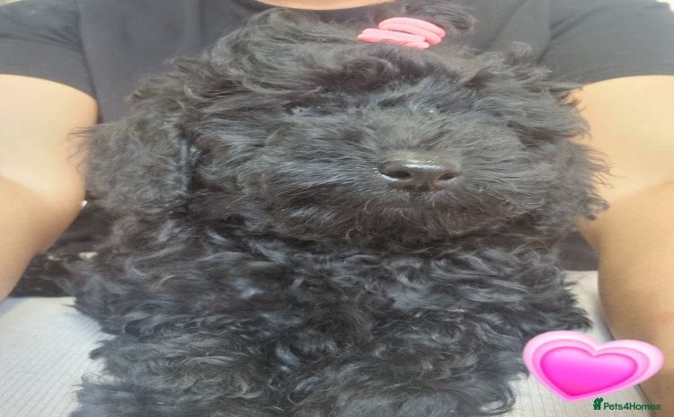 Toy Poodle dogs in Port Talbot - Advert 5