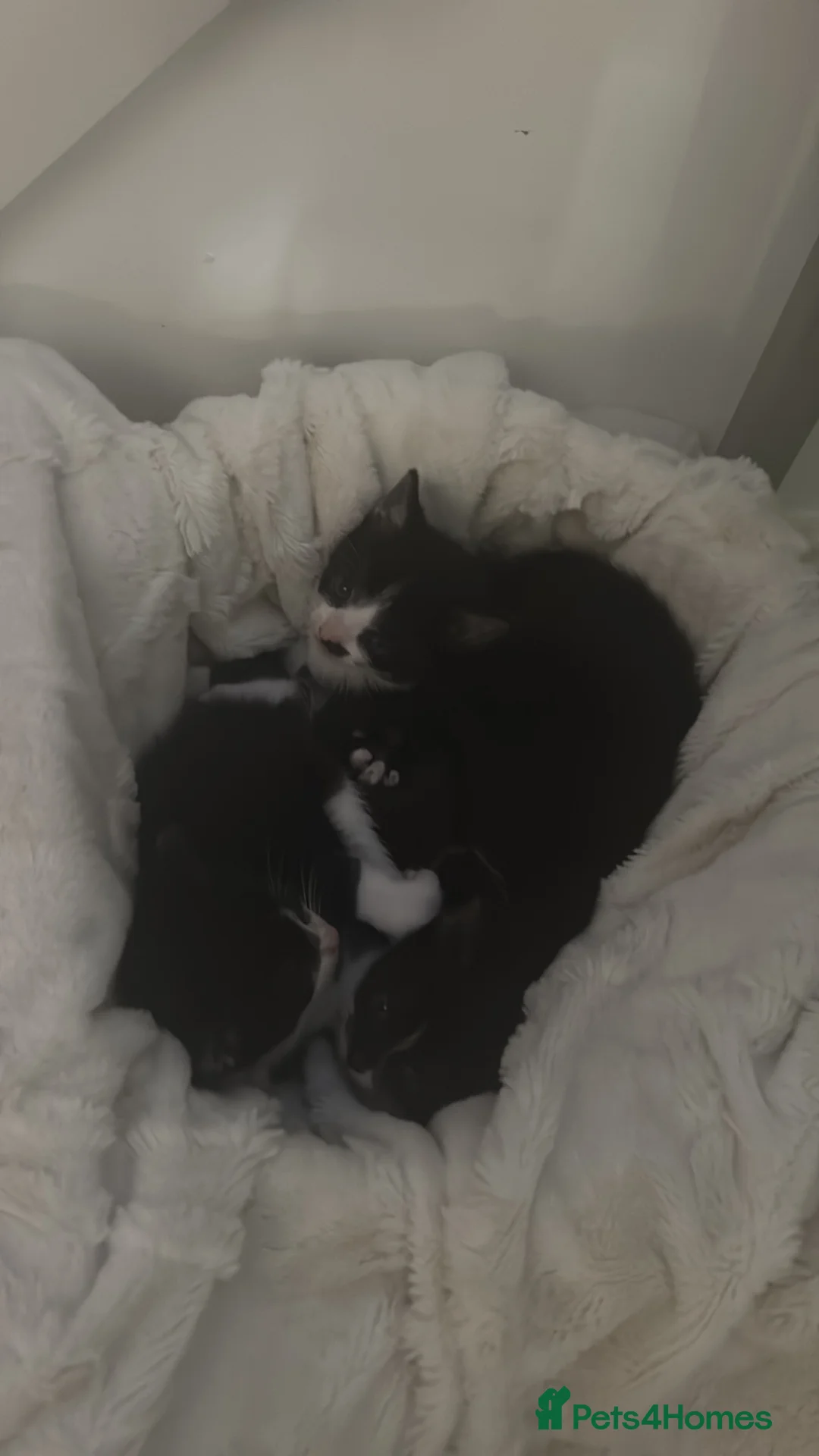 Mixed Breed cats for sale: Beautiful black and white kittens - Advert 20