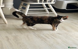 Domestic Shorthair cats for sale: Cat looking for a new home  - Image 2
