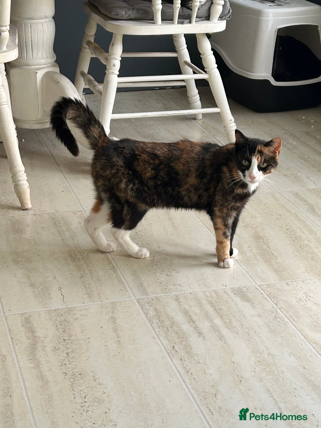Domestic Shorthair cats for sale: Cat looking for a new home  - Image 2