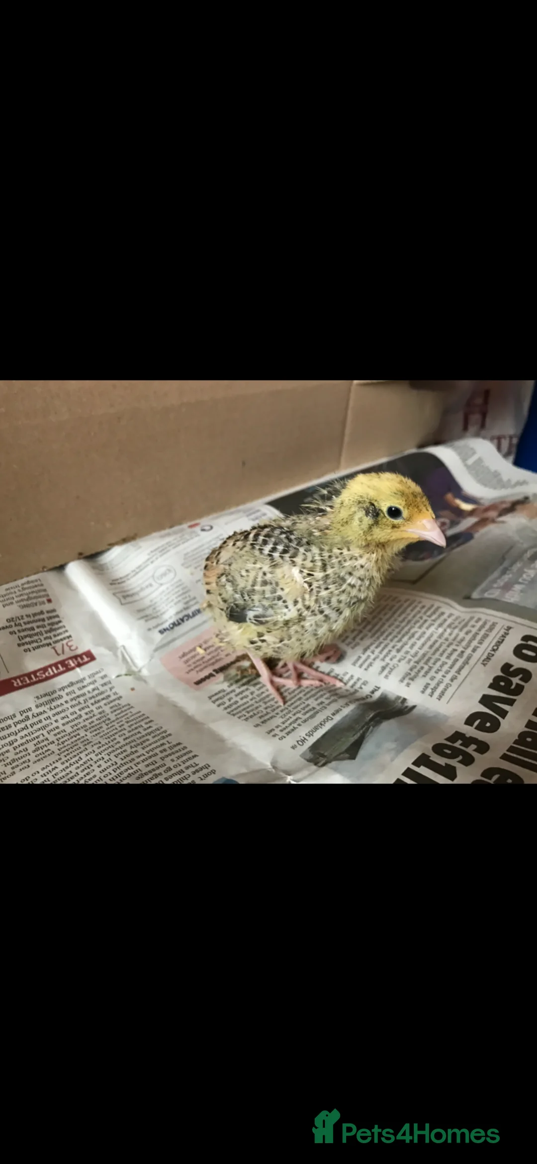 Quail poultry for sale: Day old and laying Quails for sale - Advert 4