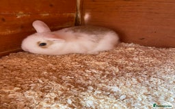 Mini Lop rabbits for sale: 2 beautiful baby girl bunnies  - Image 7