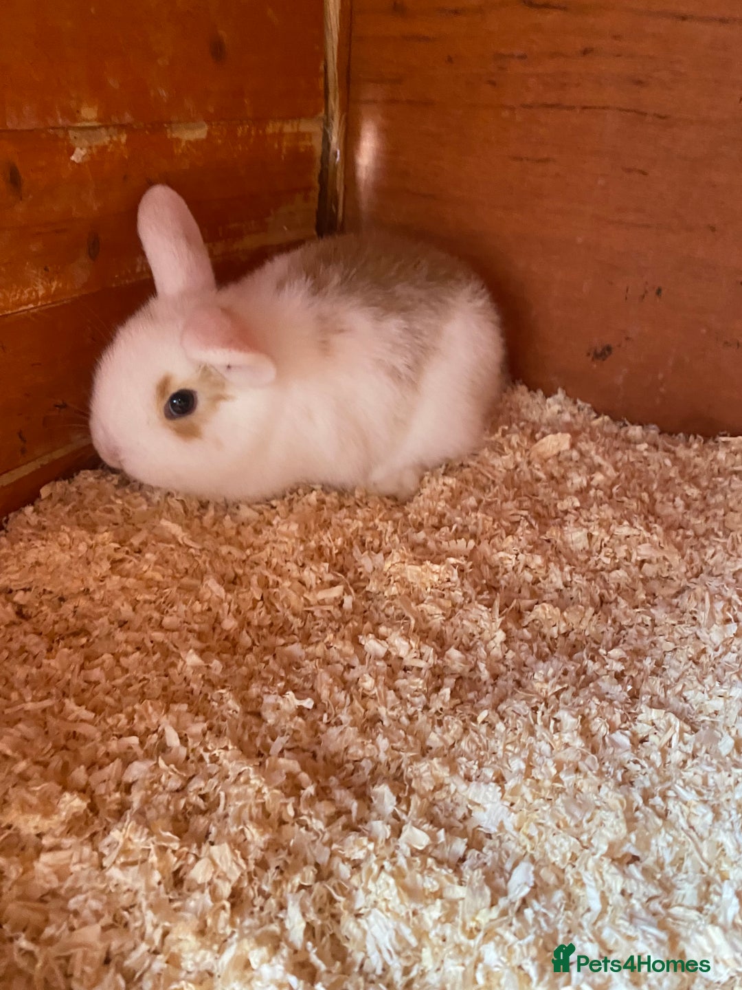 Mini Lop rabbits for sale: 2 beautiful baby girl bunnies  - Image 7