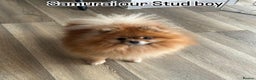 Pomeranian dogs for stud: Samurai kc registered boy for stud in Barnsley - Advert 1