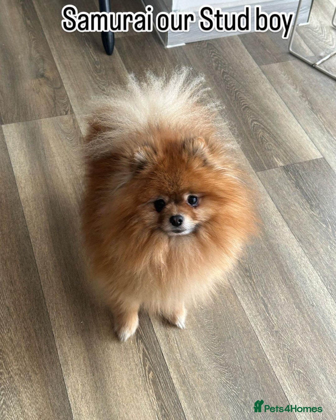 Pomeranian dogs for stud: Samurai kc registered boy for stud in Barnsley - Advert 1
