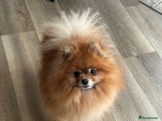 Pomeranian dogs in Barnsley - Advert 20