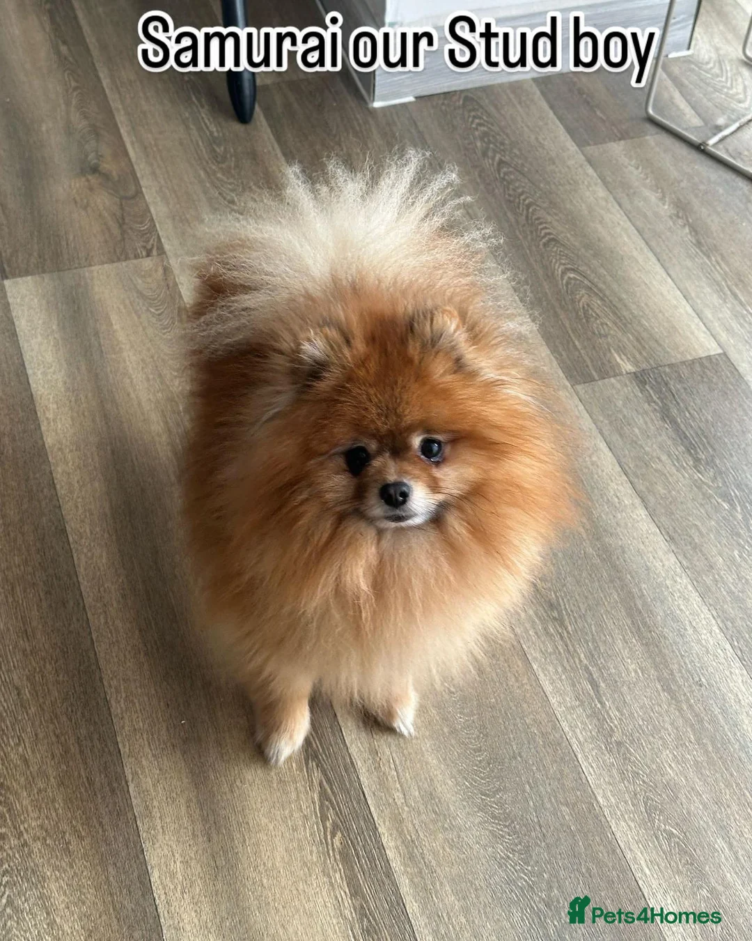 Pomeranian dogs for stud: Samurai kc registered boy for stud in Barnsley - Advert 1