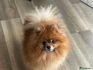 Pomeranian dogs Samurai kc registered boy for stud in Barnsley - Advert 8