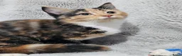 Mixed Breed cats for sale: Stunning kittens READY NOW - Advert 6