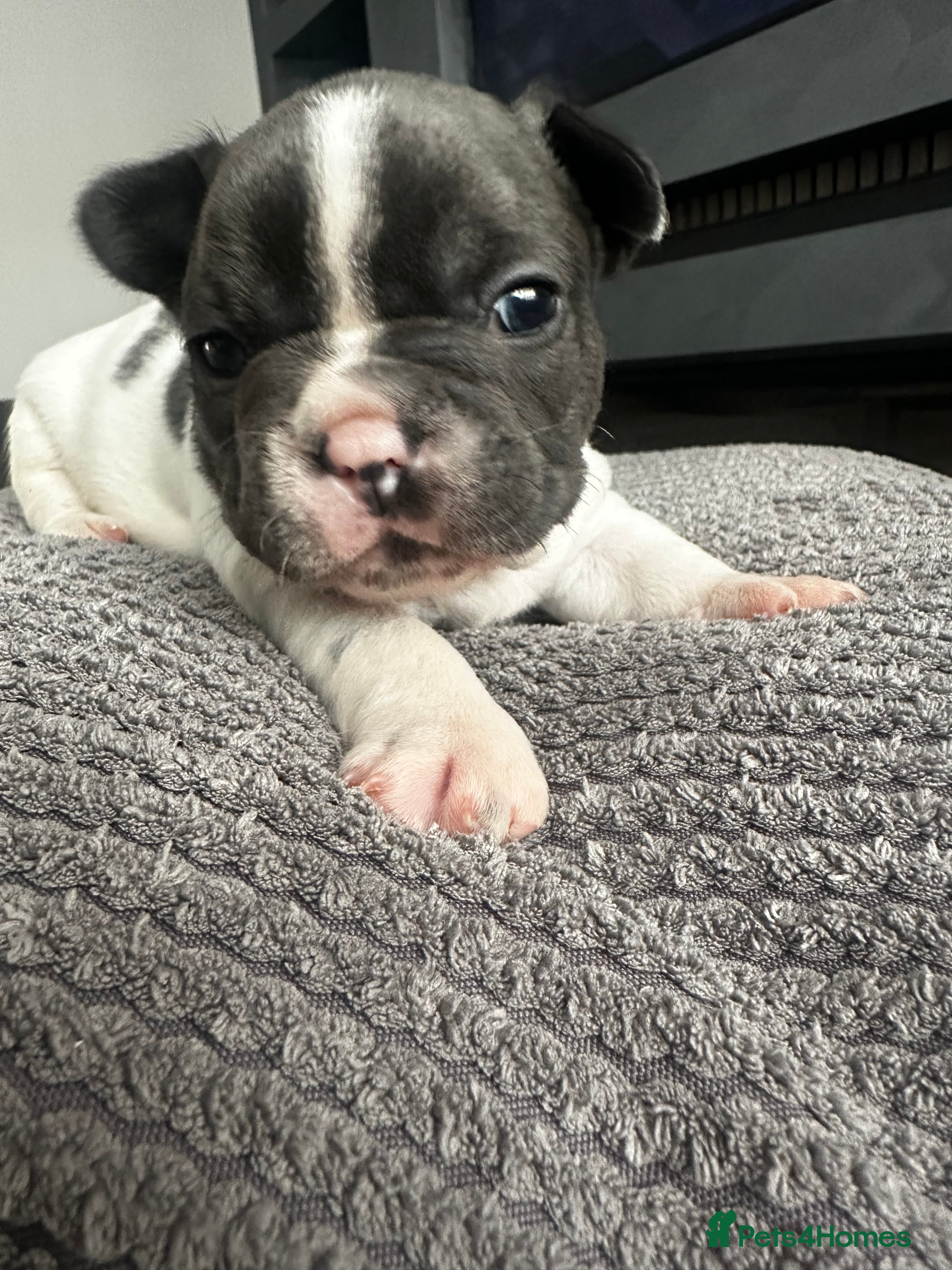 French Bulldog dogs 💙 Beautiful KC Registered French Bulldog Puppies  - Advert 1