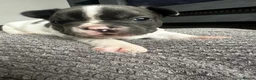 French Bulldog dogs for sale: 💙 Beautiful KC Registered French Bulldog Puppies  - Advert 1