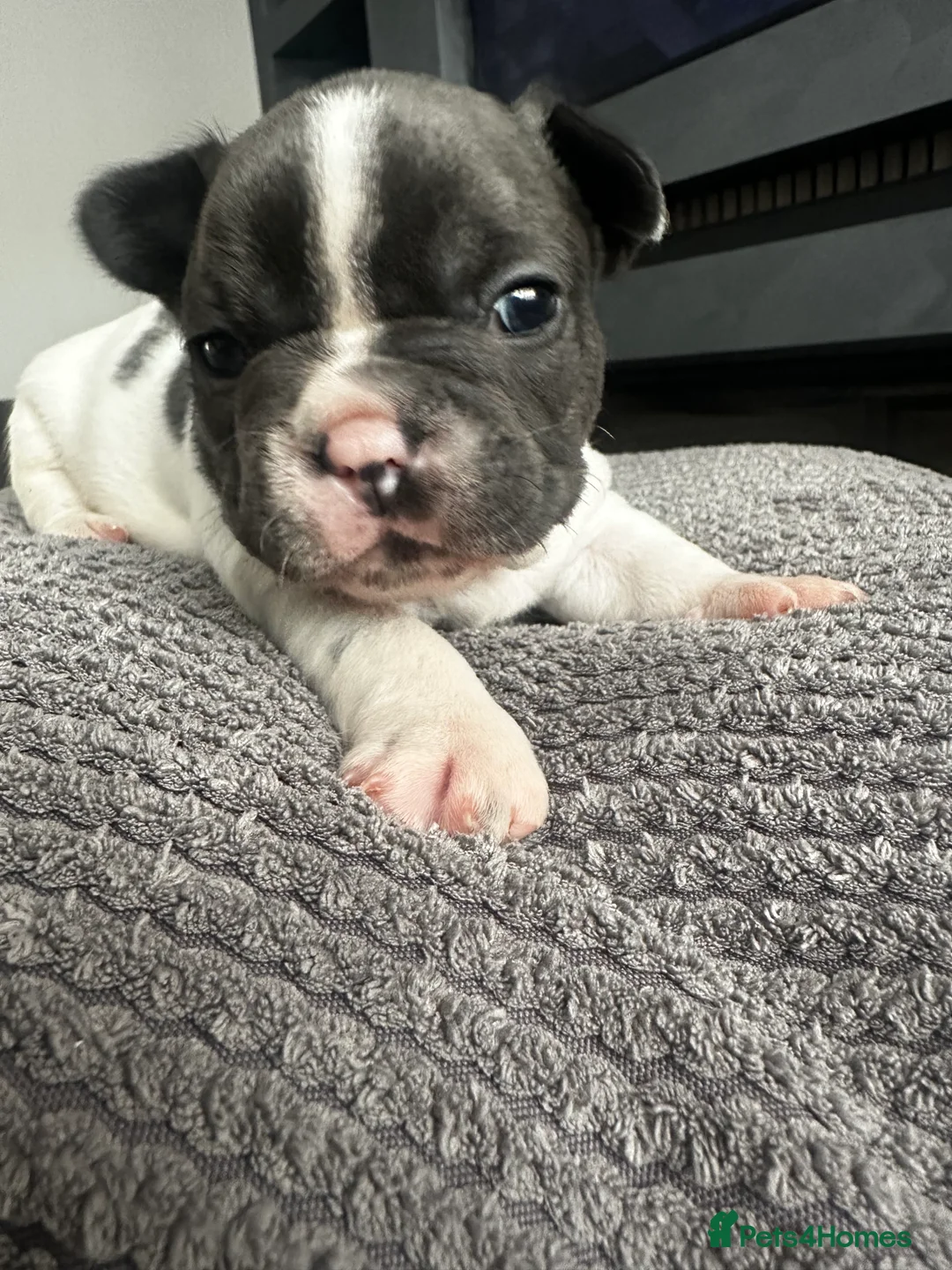 French Bulldog dogs for sale: 💙 Beautiful KC Registered French Bulldog Puppies  - Advert 1