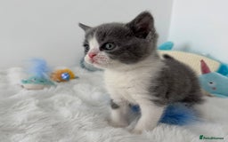 British Shorthair cats for sale: GCCF registered - blue bi-colour male - Image 8