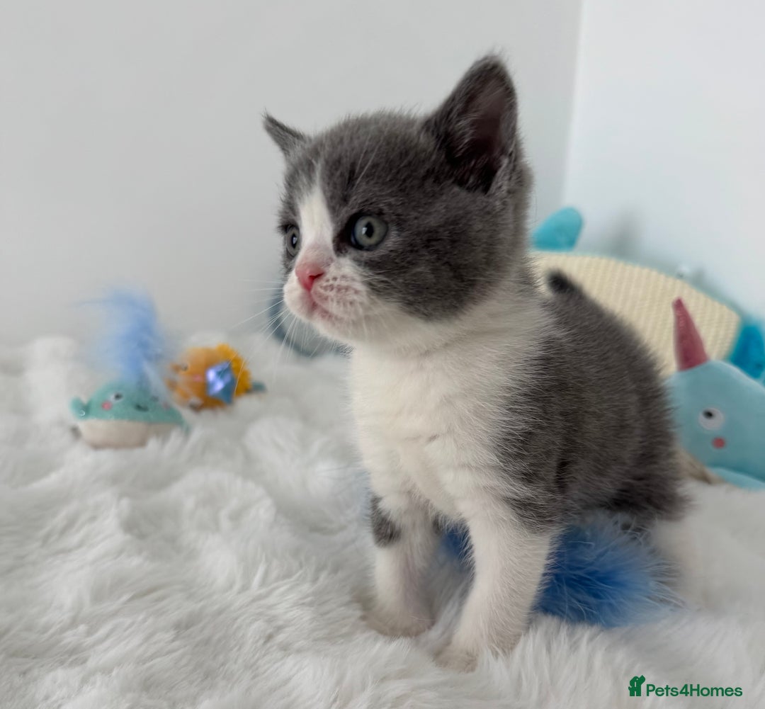 British Shorthair cats for sale: GCCF registered - blue bi-colour male - Image 8
