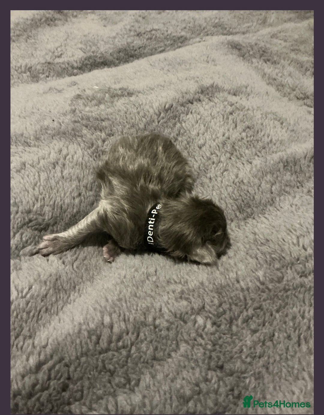 Maine Coon cats for sale: Gorgeous RagCoons - Advert 11