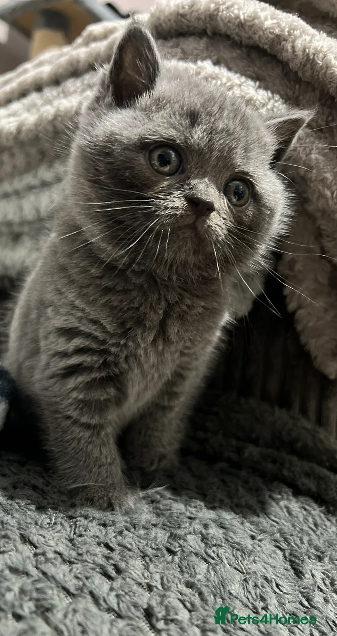 British Shorthair cats for sale: Beautiful BSH Kittens / GCCF registered  - Advert 10