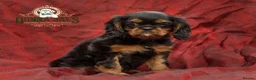 Cavalier King Charles Spaniel dogs for sale: Donna Jays Petite Cavaliers 🌟🌟🌟🌟🌟 - Advert 5