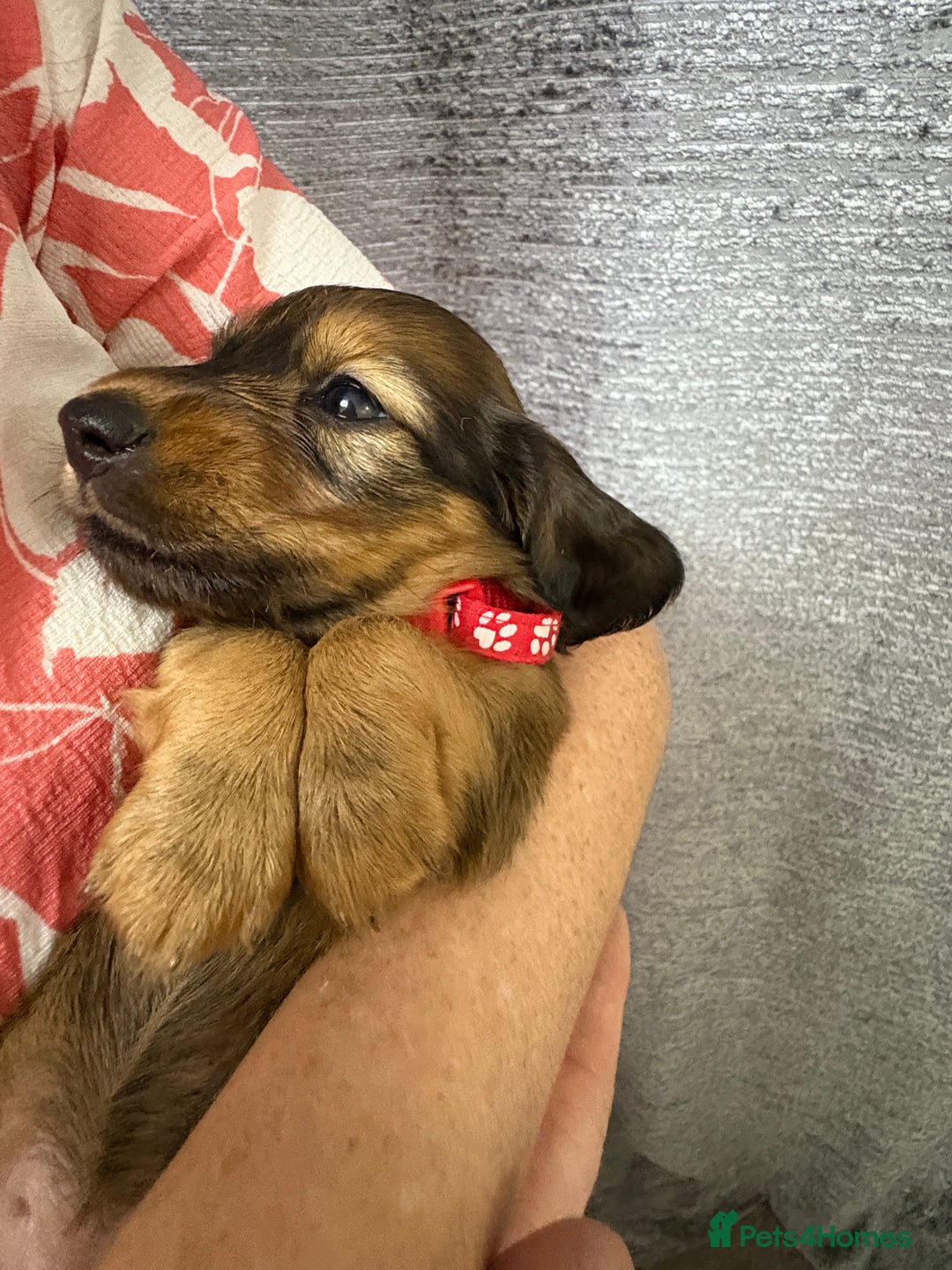 Miniature Dachshund dogs for sale: Amazing Champ Bloodlines Mini Dachshunds ✨ - Image 22