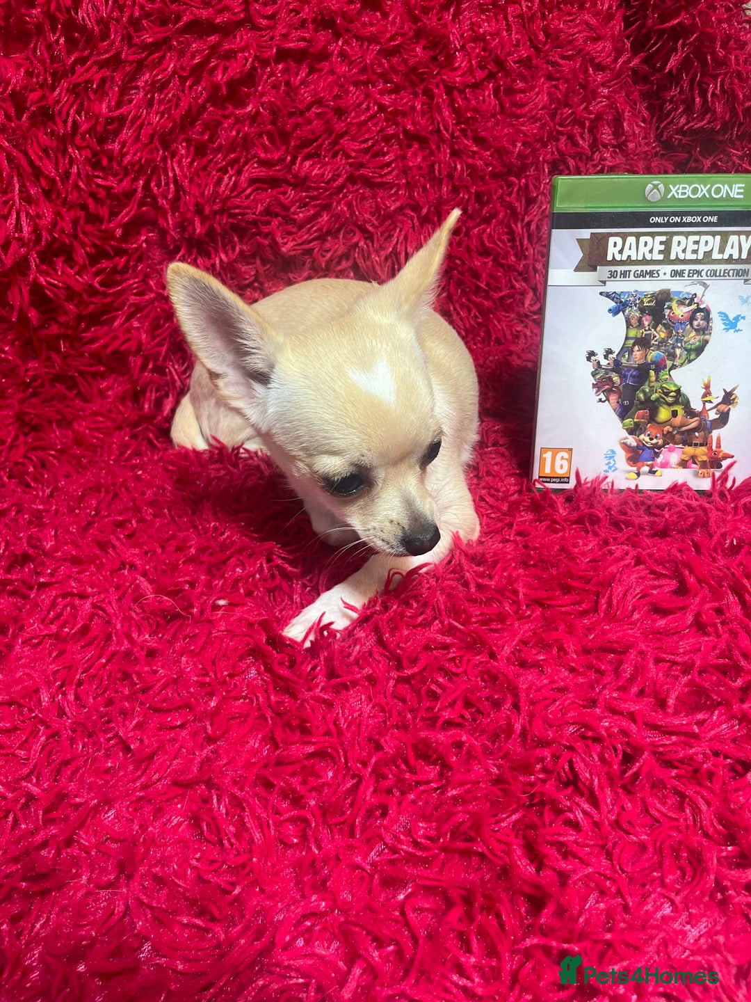 Chihuahua dogs for sale: 3 small chihuahua puppies  - Image 6