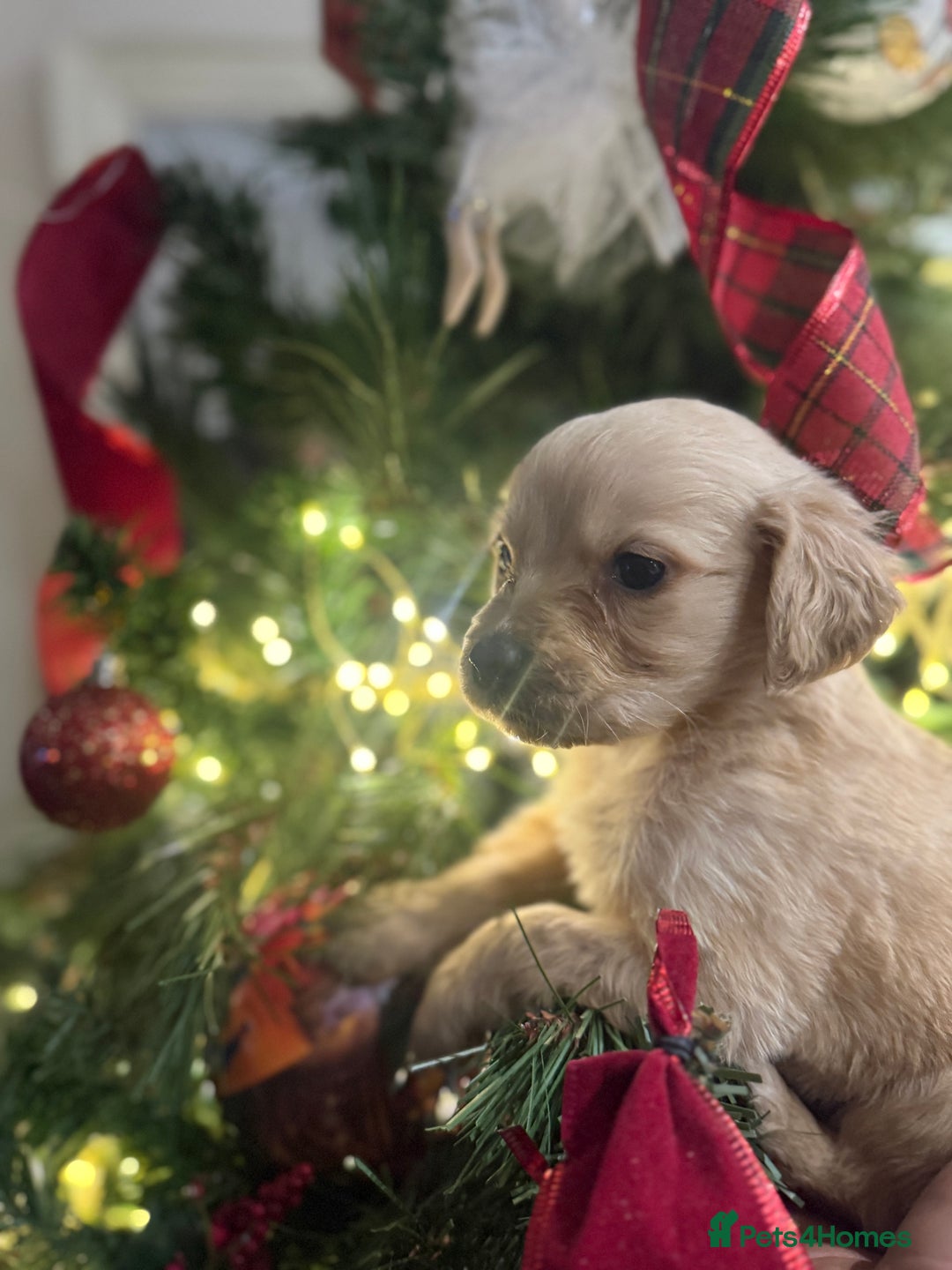 Goldador dogs for sale: Gorgeous Goldador puppies ready to go 22nd  - Advert 4