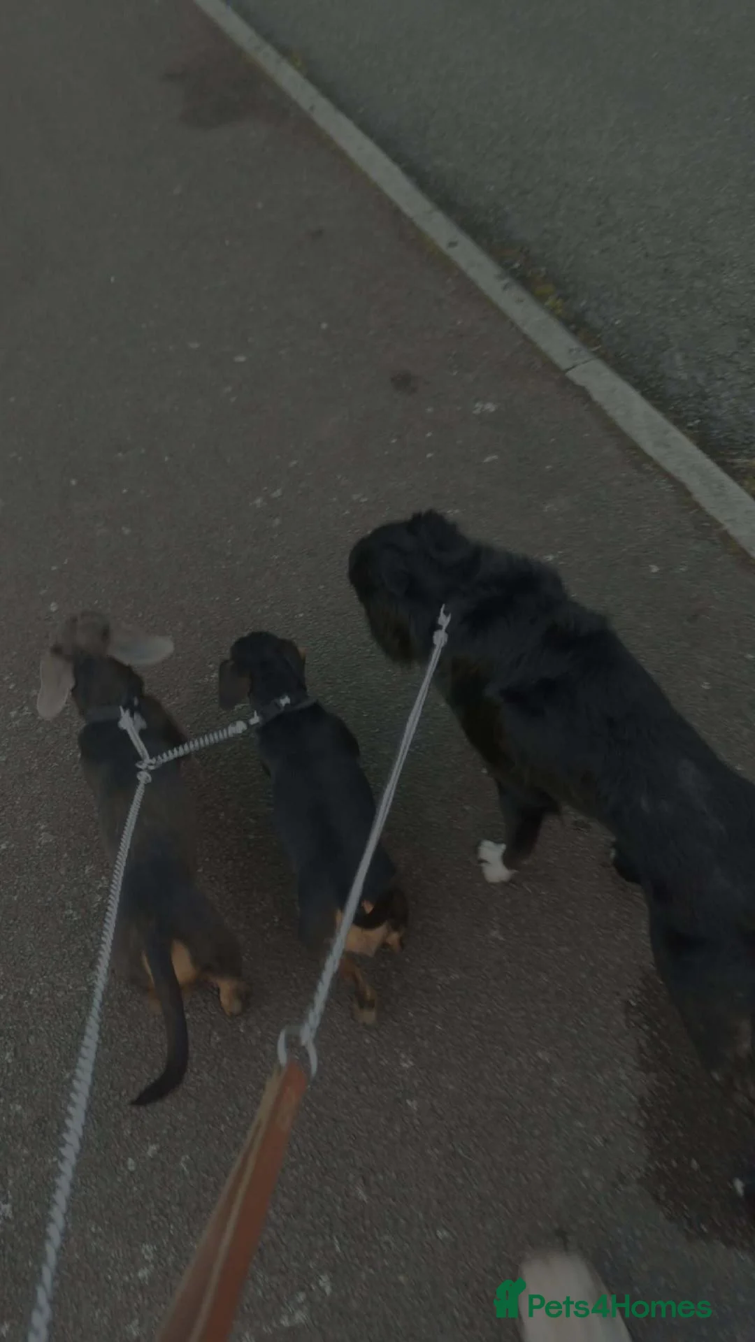 Border Collie dogs for stud: Stud dog bc  - Advert 2