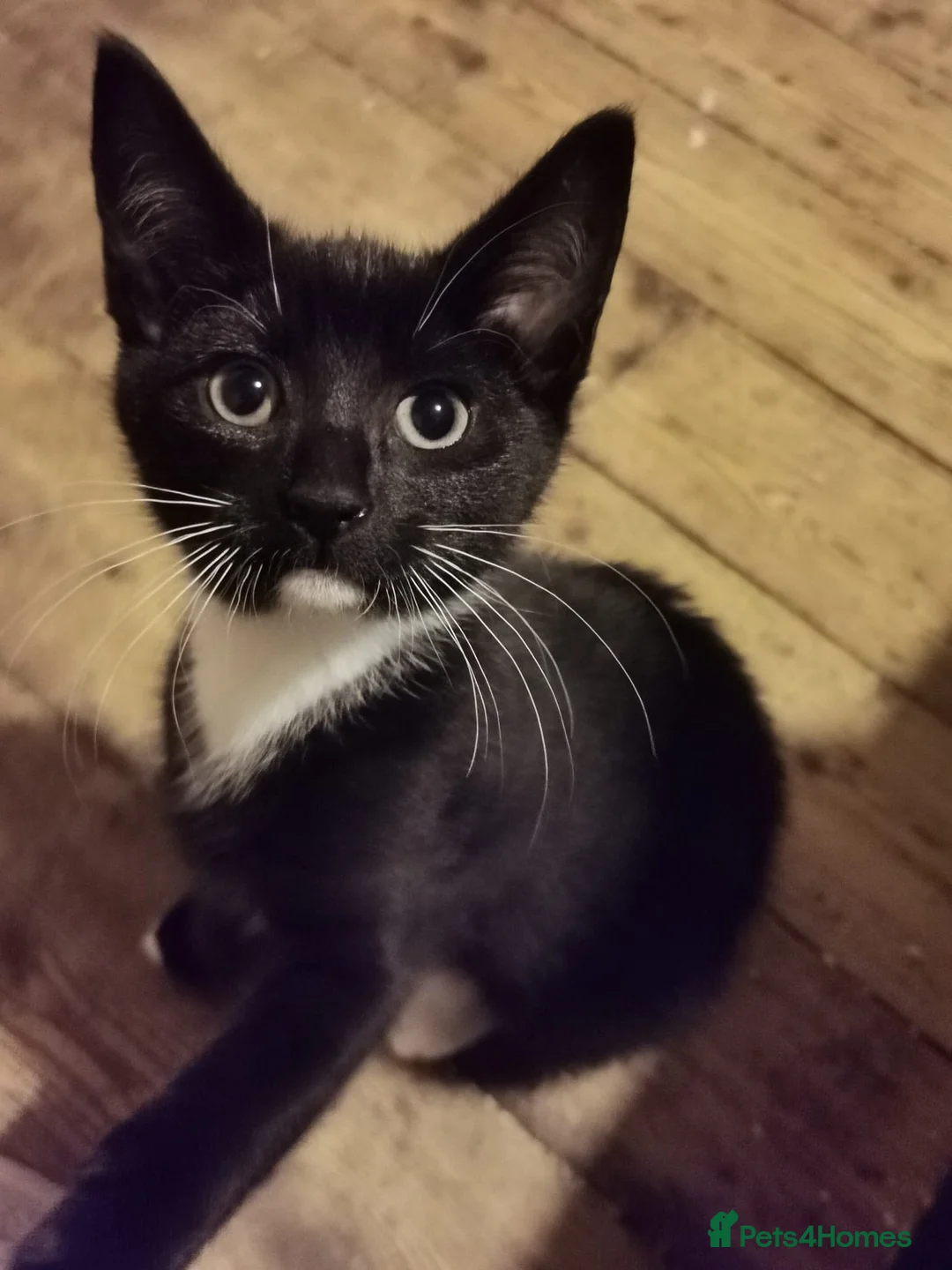 Mixed Breed cats for sale: 1 male 3 female kittens  in Manchester - Advert 4