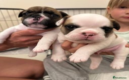 French Bulldog dogs for sale: French Bulldogs - Image 4
