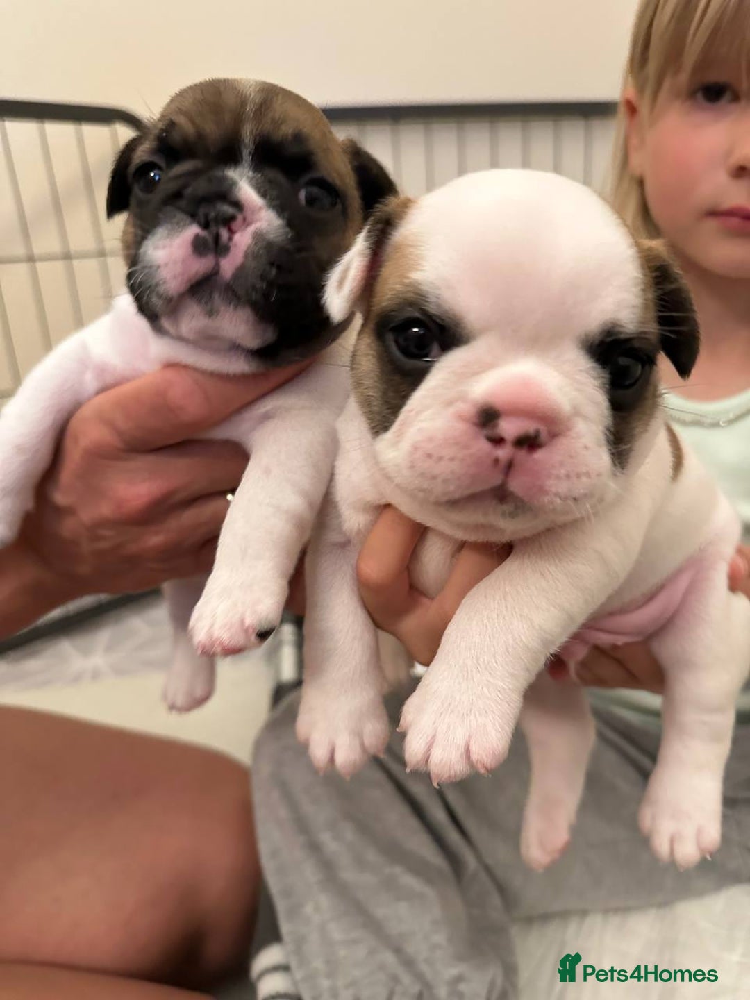French Bulldog dogs for sale: French Bulldogs - Image 4