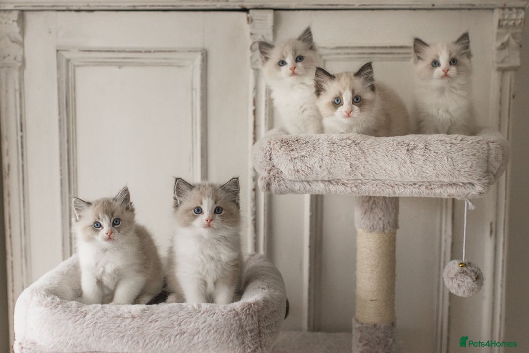Ragdoll cats for sale: Bicolour and Lynx Ragdoll kittens - Advert 2