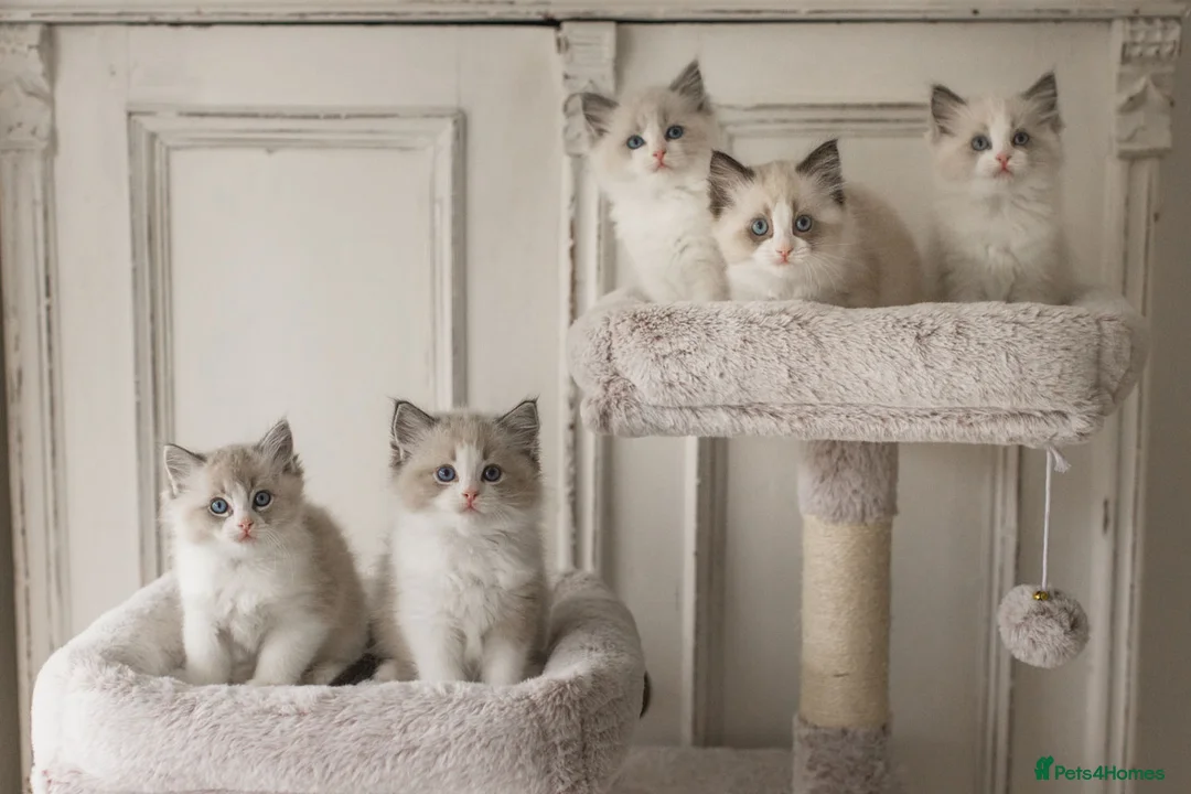 Ragdoll cats for sale: Last Blue Bicolour Ragdoll female available  - Advert 4