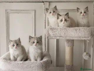 Ragdoll cats Last Blue Bicolour Ragdoll female available - Advert 3