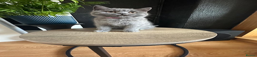 British Shorthair Kitten 4