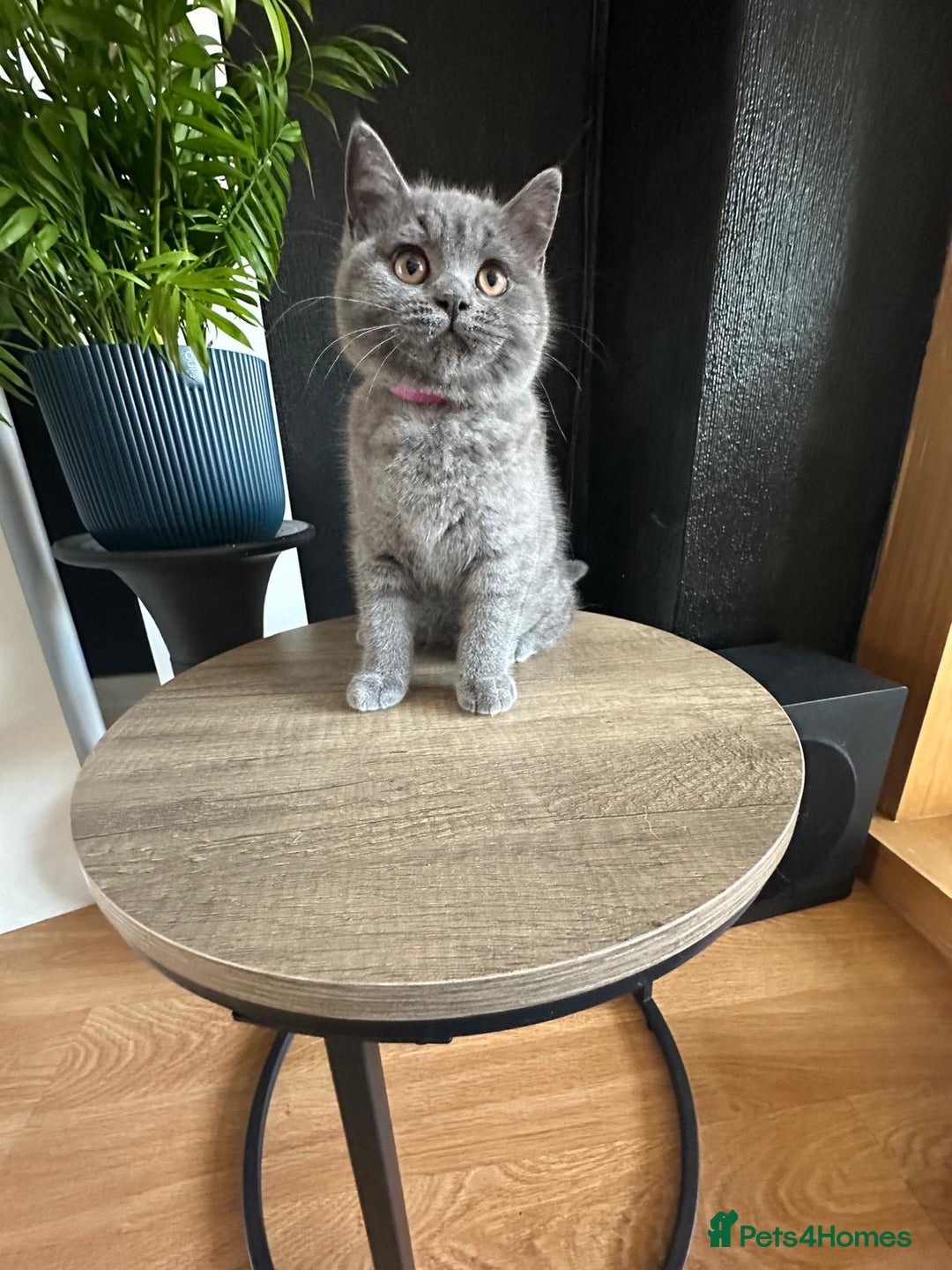 British Shorthair cats for sale: GCCF Champ Bloodline Pedigree BSH Kittens  - Image 1