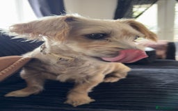 Shorkie dogs for sale: Friendly little shih tzu dog  - Advert 4