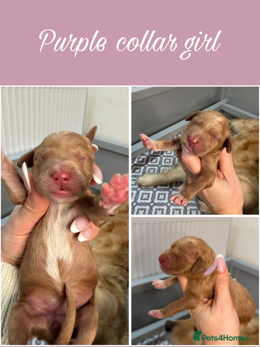 Goldendoodle dogs for sale: Top Quality F1 Bicolour Goldendoodle  - Advert 9