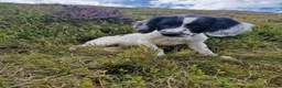 English Springer Spaniel dogs for sale: KC registered English Springer Spaniel puppies. - Advert 6