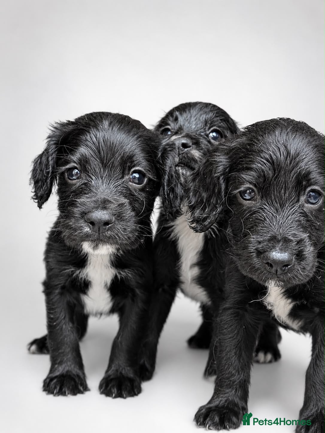Sprocker dogs Black Sprocker Pups - Advert 10