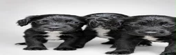 Sprocker dogs for sale: Black Sprocker Pups - Advert 1