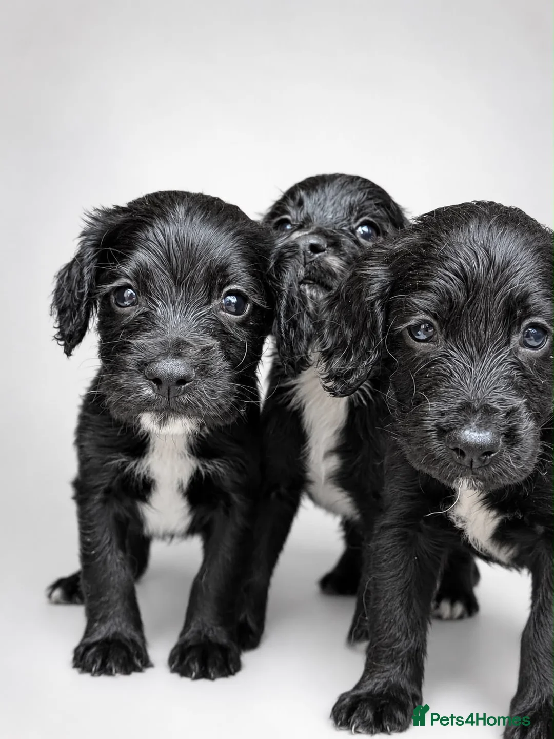 Sprocker dogs for sale: Black Sprocker Pups - Advert 1