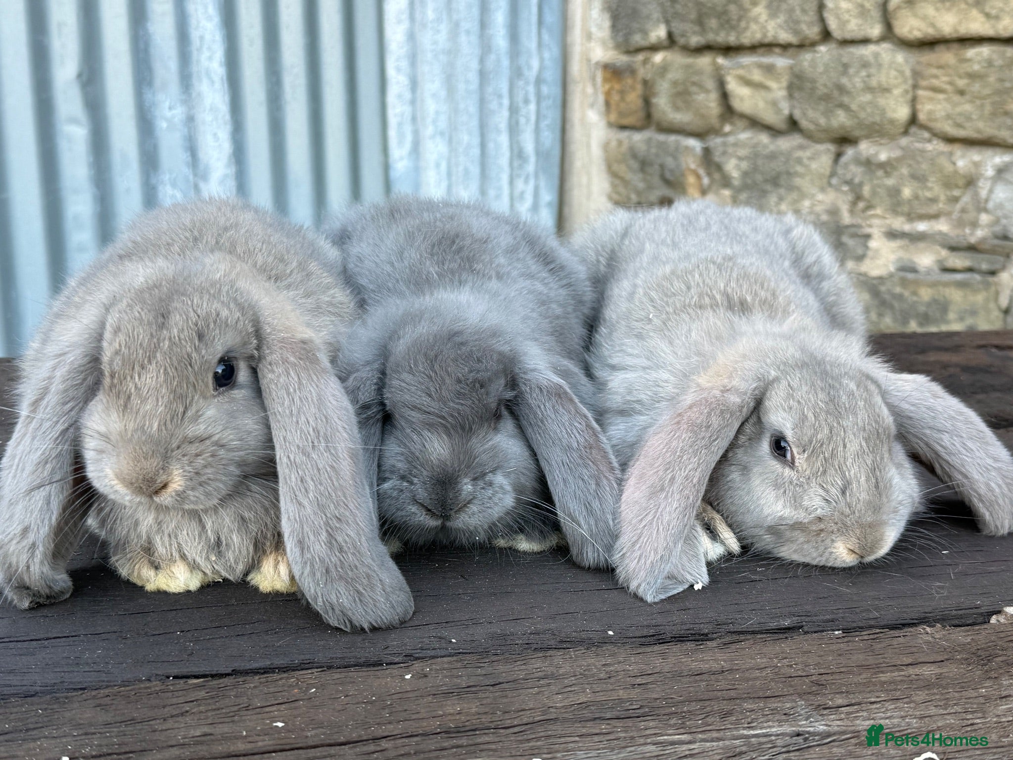 French Lop rabbits Stunning xl French lops  - Advert 1