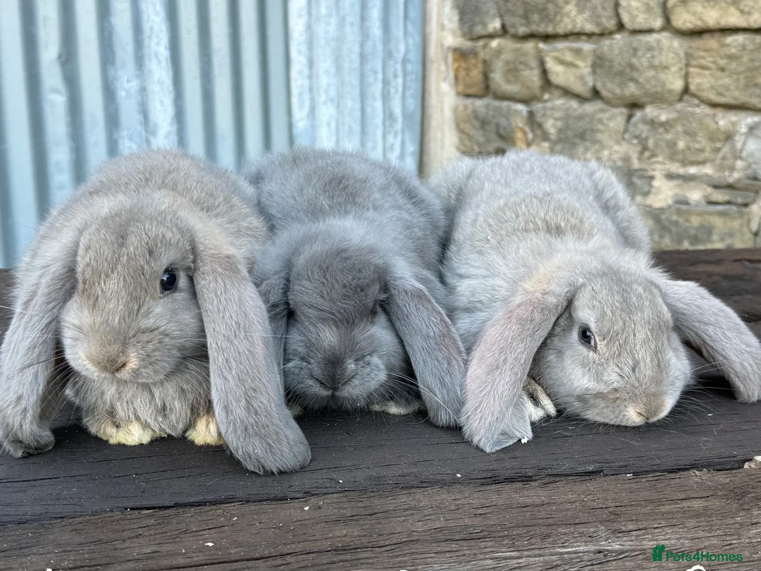 French Lop rabbits for sale: Stunning xl French lops  - Advert 1