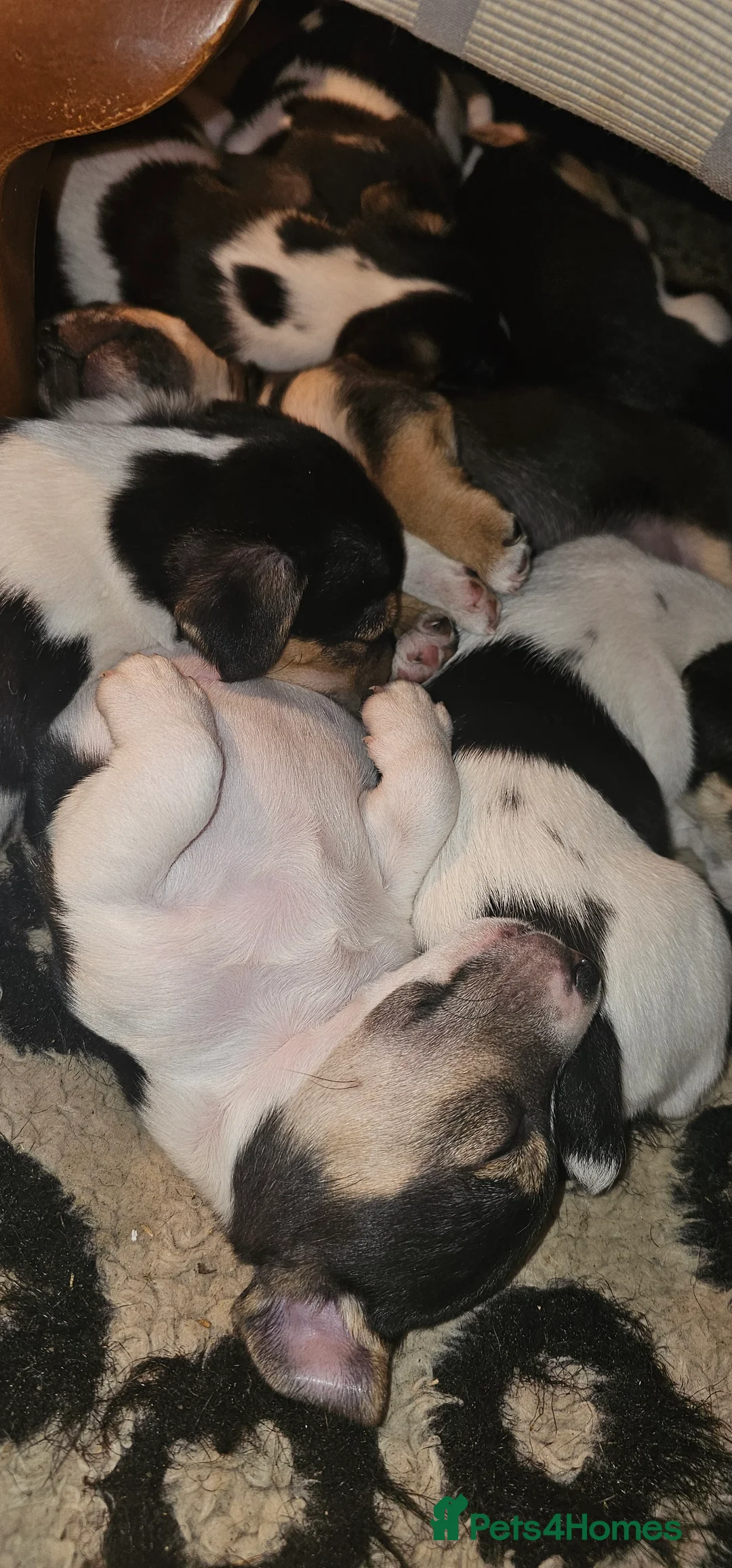 Jack Russell dogs for sale: Jack Russell Puppies - Advert 3