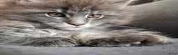 Maine Coon cats for sale: 🐾 Three Majestic Pedigree Maine Coon Kittens! 🏡 - Advert 13