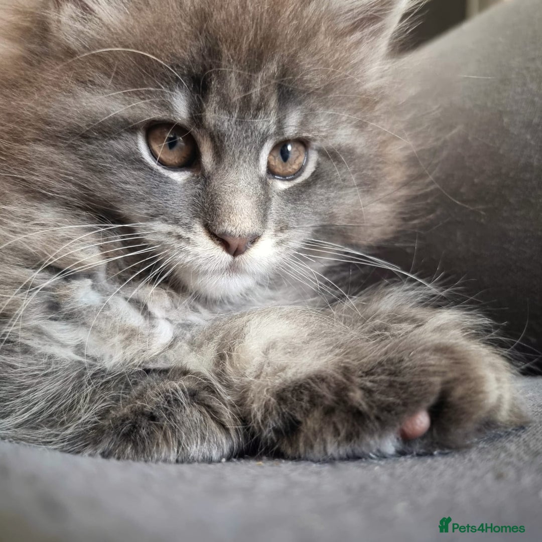 Maine Coon cats for sale: 🐾 Three Majestic Pedigree Maine Coon Kittens! 🏡 - Advert 13
