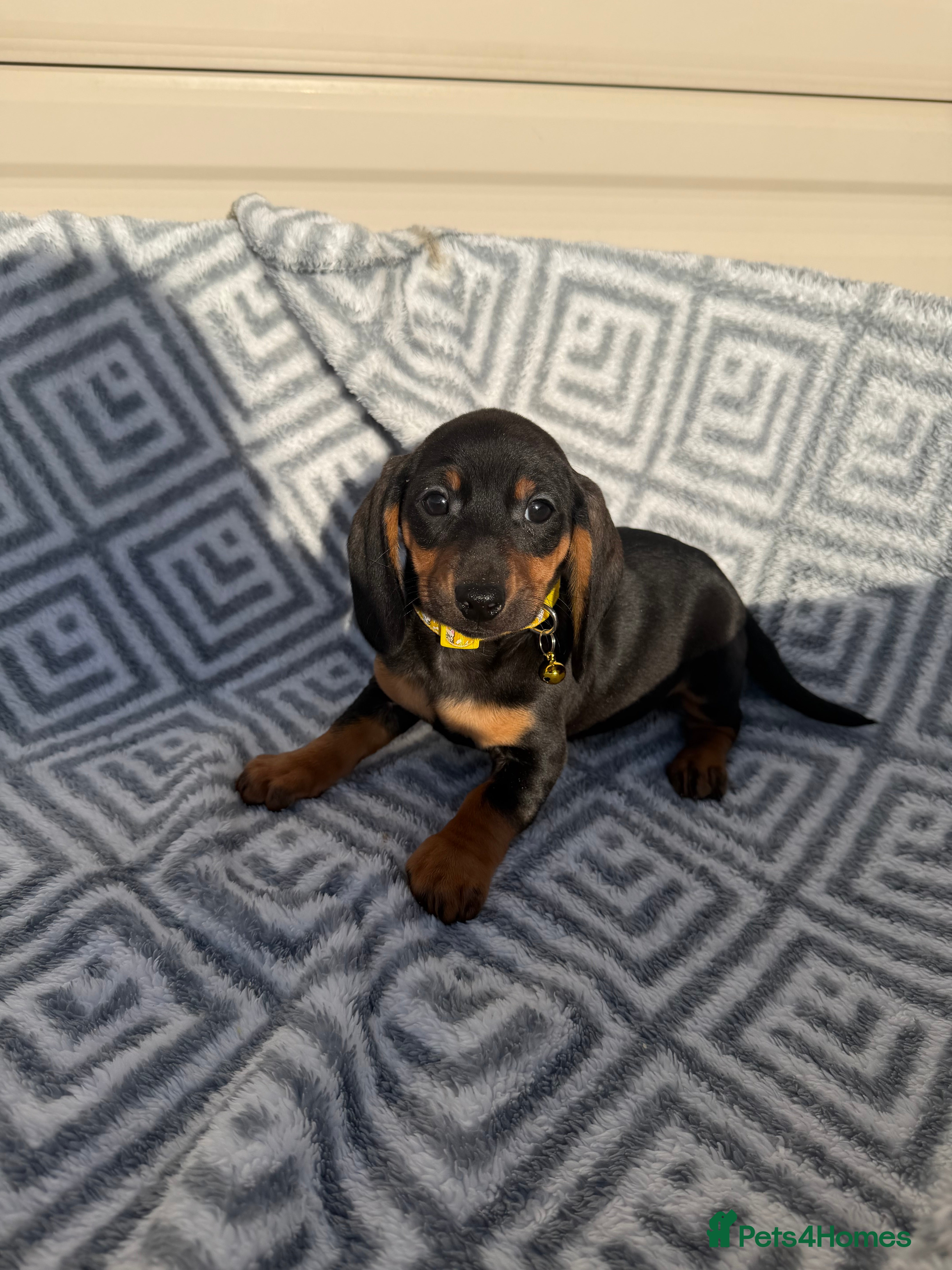 Miniature Dachshund dogs Dachshund Puppies Ready To Leave  - Advert 5